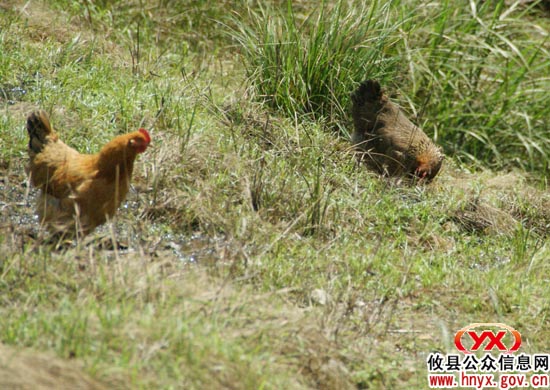 旅游开发战：致乐谷，休闲旅游的“世外桃源”