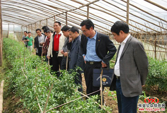 安仁县政协副主席伍万龙一行来攸县考察蔬菜产业