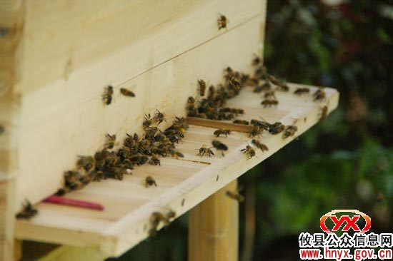 旅游开发战：致乐谷，休闲旅游的“世外桃源”