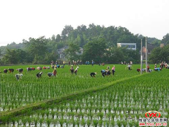 攸县湖南坳乡组织村民进行道路抢修与秧苗抢插