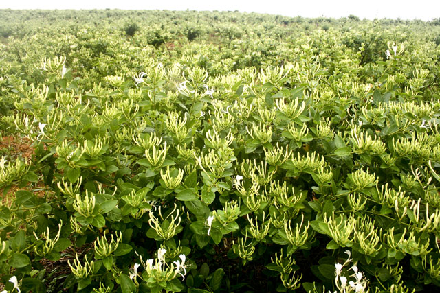 炎陵鹿原镇建成高产优质金银花种植繁育示范基地