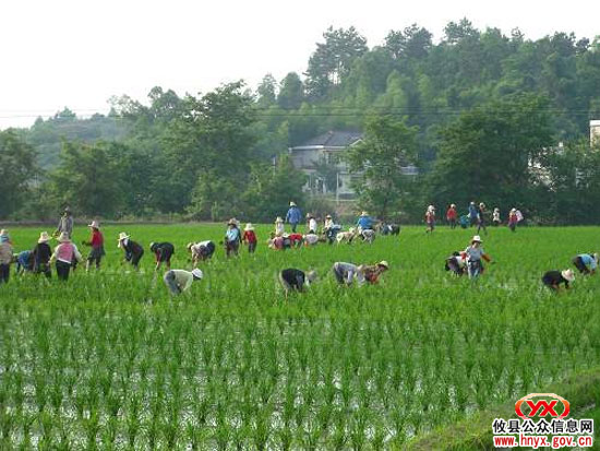 攸县湖南坳乡组织村民进行道路抢修与秧苗抢插