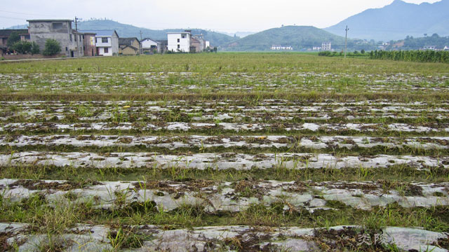县农业局领导深入三河星光蔬菜基地视察灾情