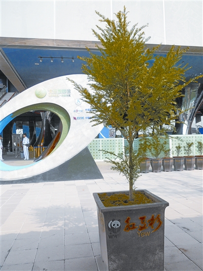 【外埠媒体话攸州】上海世博太空家园展出湖南红豆杉