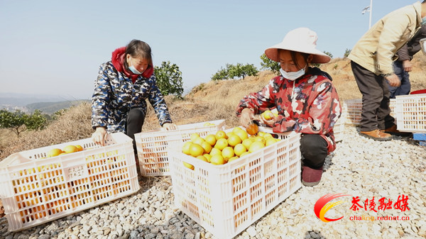 茶陵县三家企业获“湘南脐橙”公用品牌使用权