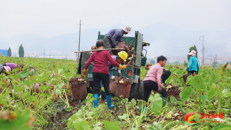 【幸福腰潞】腰潞镇：200亩香芋喜迎丰收