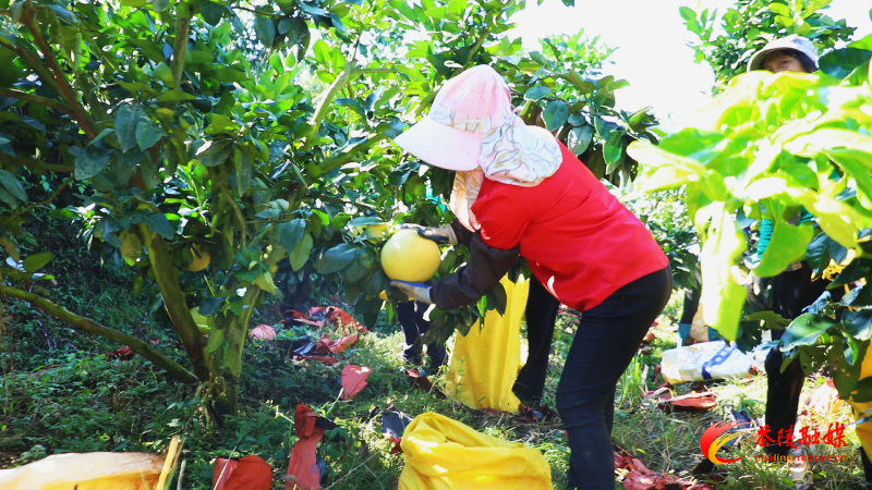 【幸福腰潞】茶陵：三红蜜柚抢“鲜”上市 深受青睐