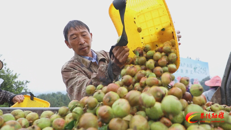 茶陵：金秋霜降 43万亩油茶集中开采