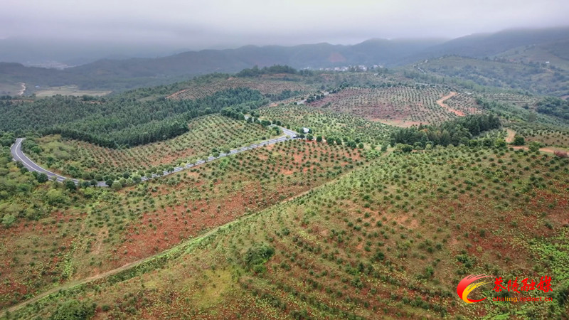 茶陵：金秋霜降 43万亩油茶集中开采