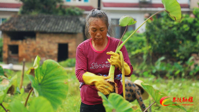 【幸福腰潞】腰潞镇：200亩香芋喜迎丰收