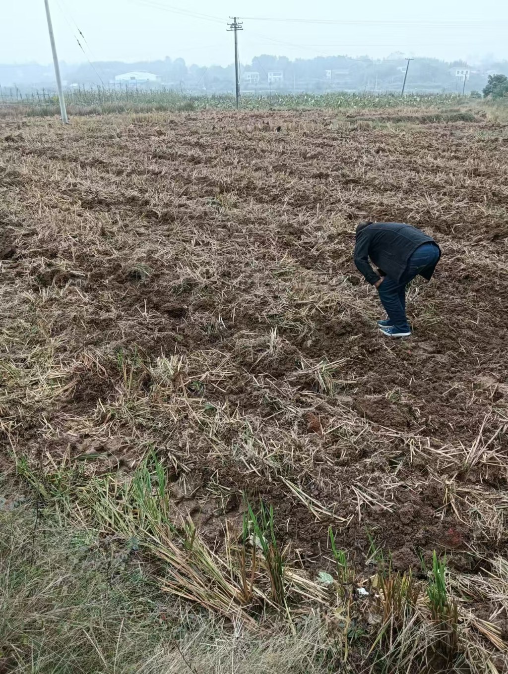 播种希望，收获金黄——我镇万亩油菜田播种任务圆满完成