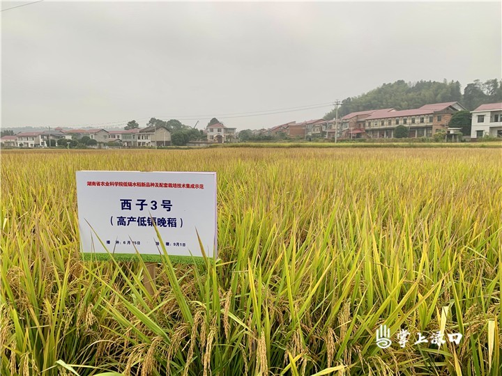 柏连阳院士来渌口区调研全域水稻安全生产示范区建设工作