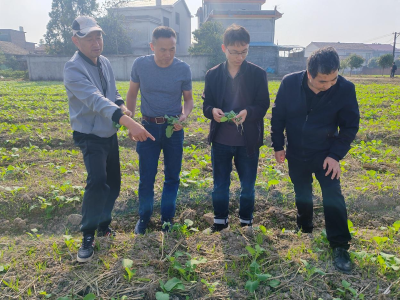 抓好油菜根肿病综合防控，守护农田健康