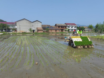 “两委”带头春播种，“粮农”秋收喜开颜