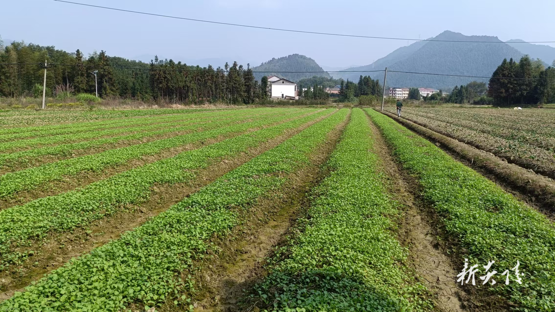 霞阳镇：冬种油菜春赏花 “冬闲田”蝶变“致富田”