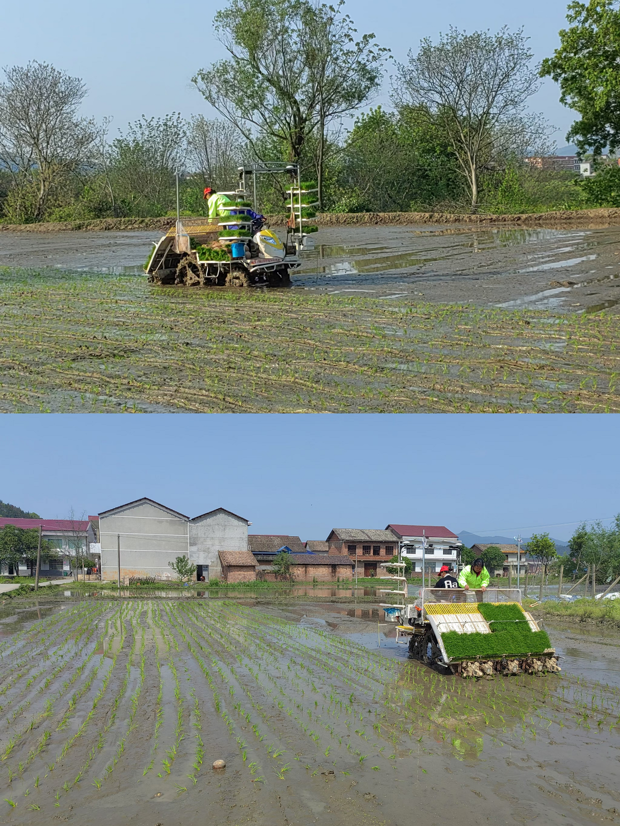 李畋镇：头雁领航，示范种田