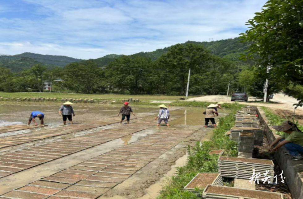 山旮旯里的耕耘者——炎陵老农人张晓刚种田记