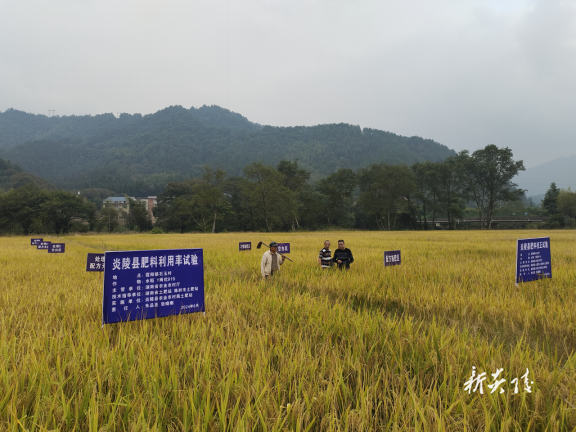 山旮旯里的耕耘者——炎陵老农人张晓刚种田记