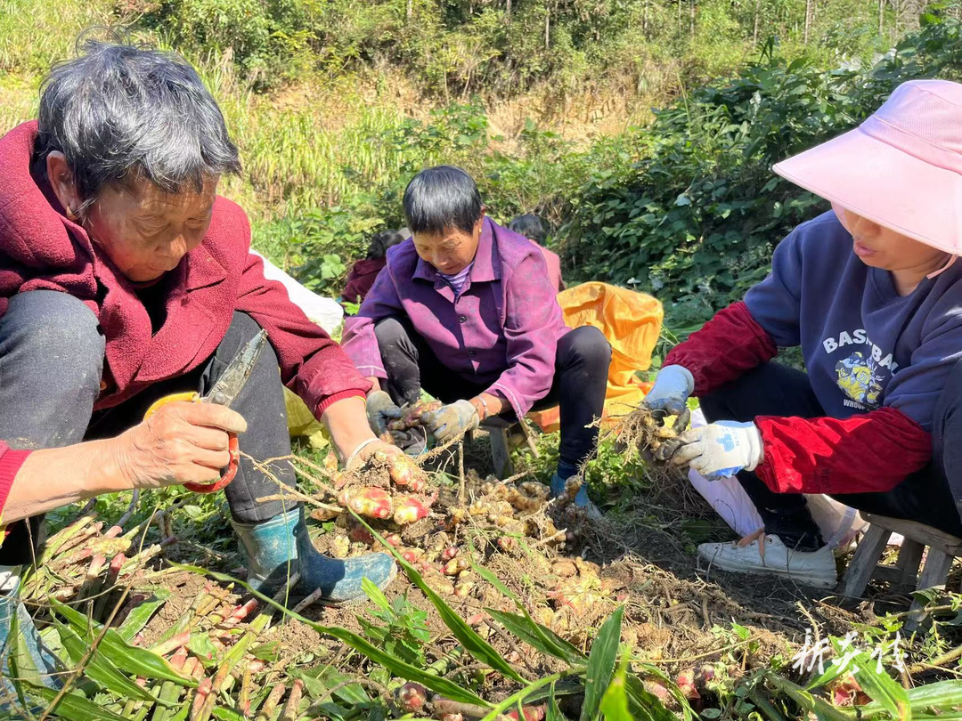 霞阳镇：“姜”好产业落地生根 大源村生姜种植开启特色产业发展“加速度”