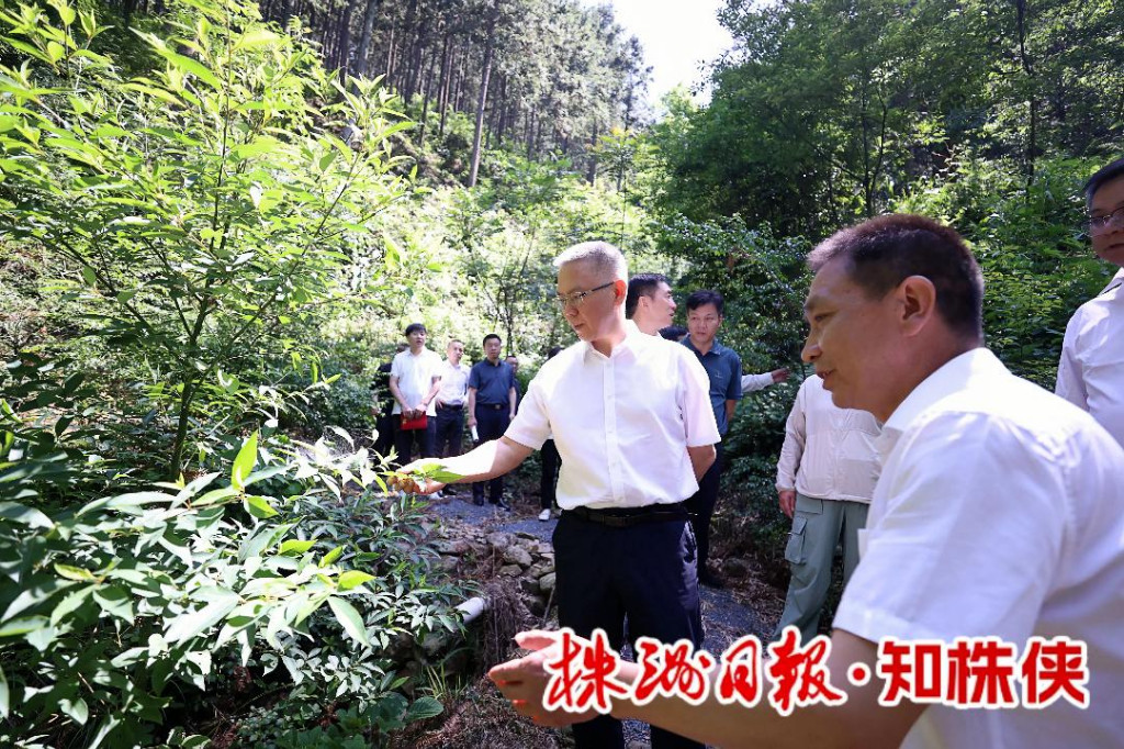 株洲市委书记、市林长曹慧泉赴炎陵县、茶陵县开展巡林工作