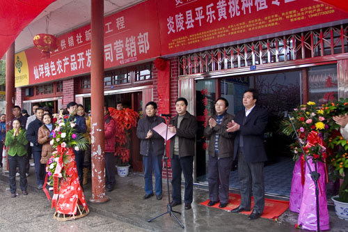 炎陵首家黄桃种植专业合作社成立