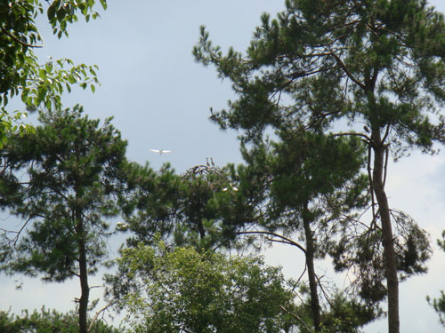 炎帝陵：白鹭守陵成一天然景观