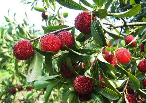 霞阳镇山垅村杨梅灾后恢复生产结硕果