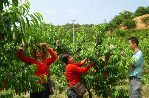 炎陵果农“套袋”忙