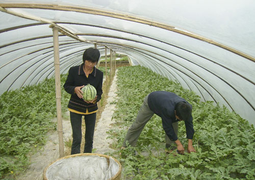 炎陵自产的麒麟西瓜上市