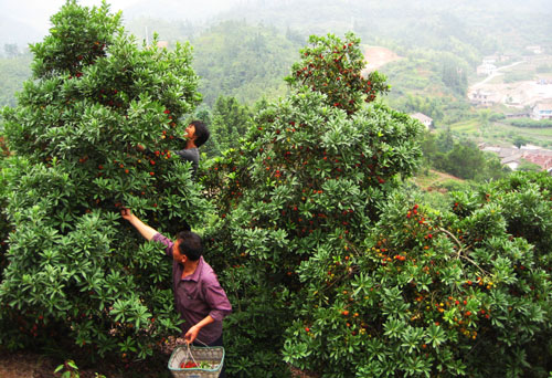 霞阳镇山垅村杨梅灾后恢复生产结硕果