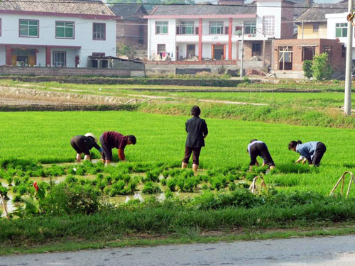 三河镇五一忙“春插”