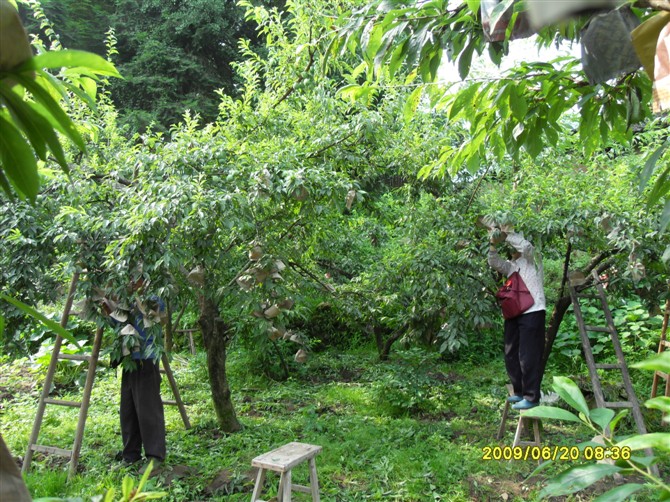 下村乡积极推广柰李套袋促农增收