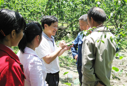 下村乡着力打造特色水果产业，吸引外地果商纷至沓来