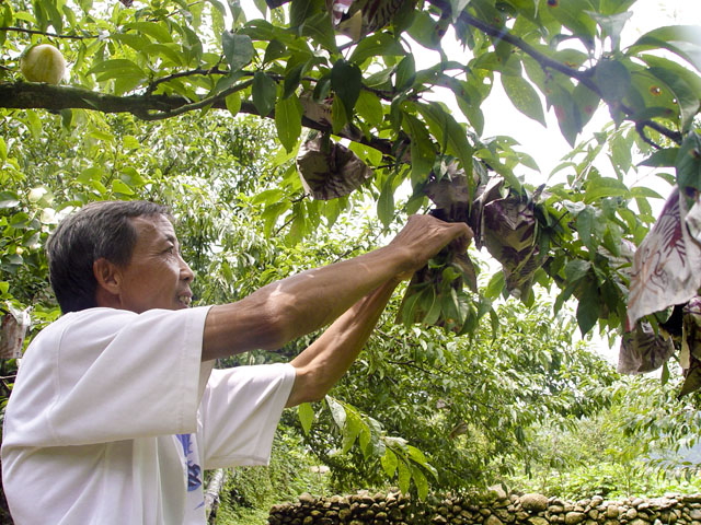 下村乡积极推广柰李套袋促农增收