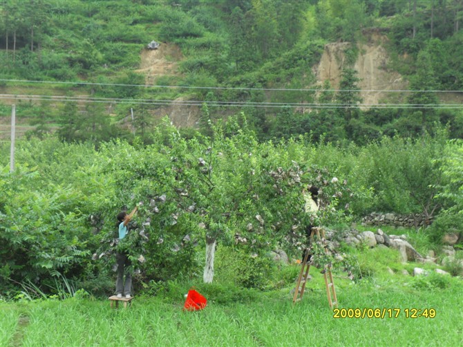 下村乡积极推广柰李套袋促农增收