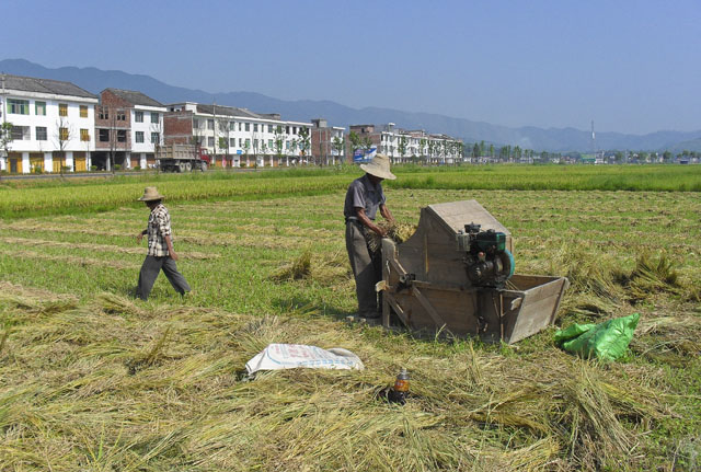 鹿原镇早稻开镰收割