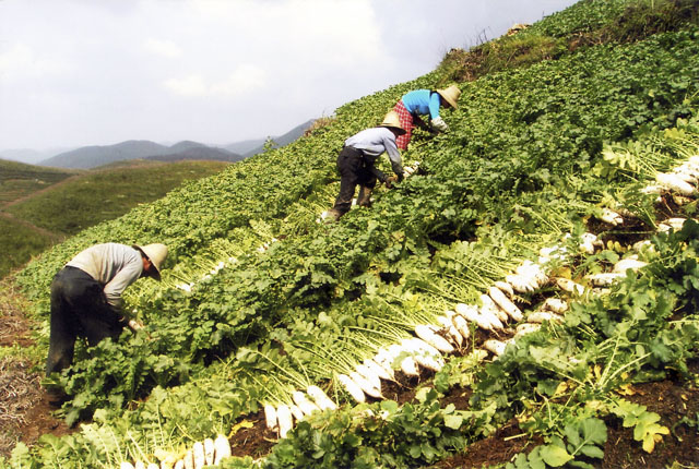 大院农场高山萝卜走俏广东菜市