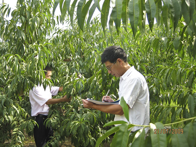 农业局切实加强黄桃、柰李上市前的质量安全监管