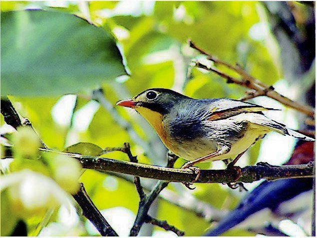 炎陵栖息“省鸟”30多万只