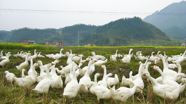 酃县白鹅将实现株洲市农产品地理标志登记零的突破