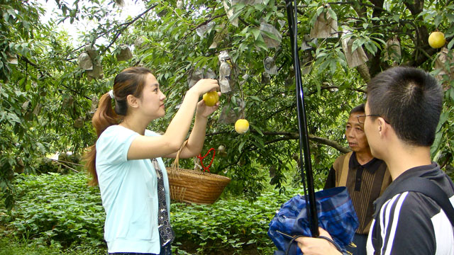 央视七套《每日农经》赴炎摄制高山水果专题节目