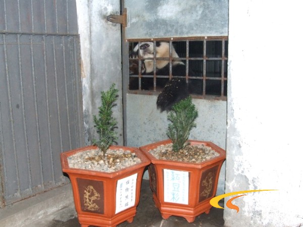 长沙动物园熊猫与攸县“植物熊猫”红豆杉“握手”