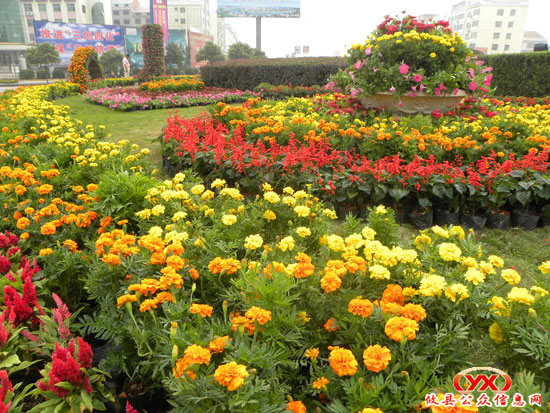 攸县城区装扮靓丽喜迎建国60周年大庆