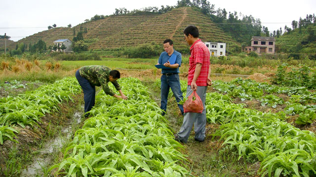县农业局切实加强城郊蔬菜基地例行监测