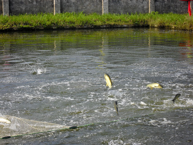 炎陵县农民专业合作社活力彰显