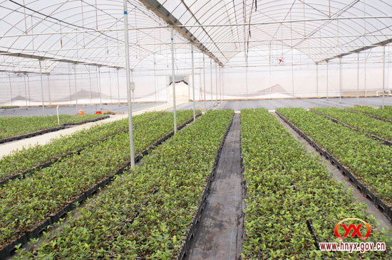 我县冬季农业生产现场如火如荼（图）