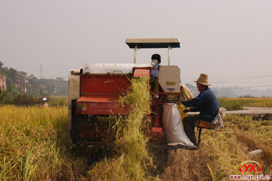 我县晚稻喜获丰收