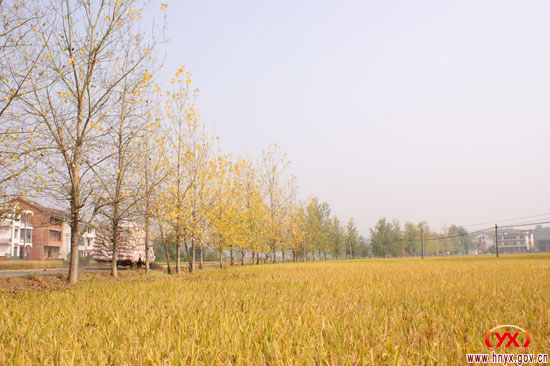 我县晚稻喜获丰收