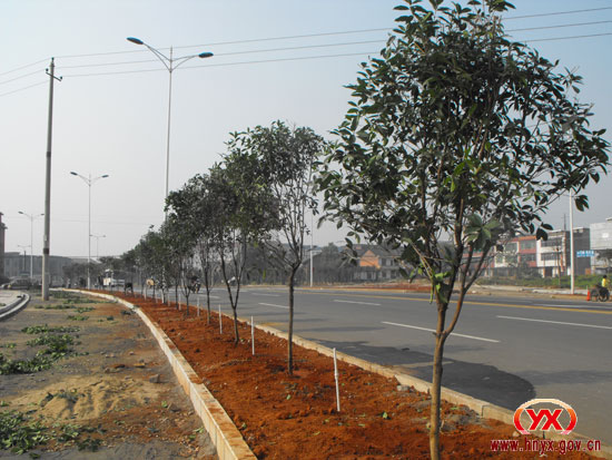 为城区增添绿色植被 　争创全国绿化模范县