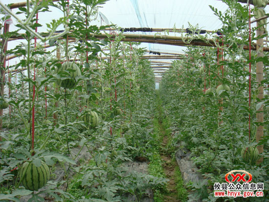 寒风冷雨中：“攸县籍”反季节瓜果即将上市